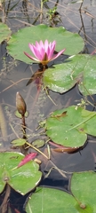 Nymphaea
