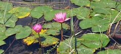 Nymphaea