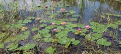 Nymphaea