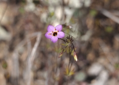 Leptosiphon ambiguus