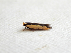 Ardozyga catarrhacta