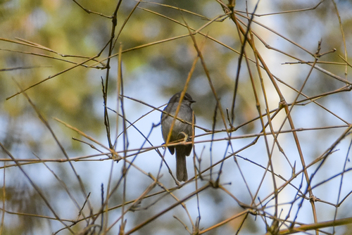Dusky-blue Flycatcher (Bradornis comitatus), photo 4