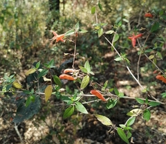 Clinopodium macrostemum