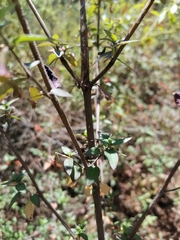 Clinopodium macrostemum