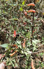 Clinopodium macrostemum