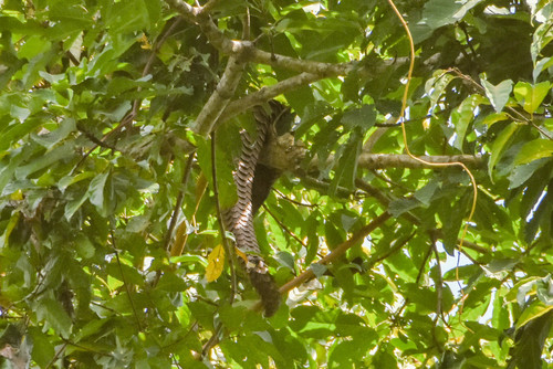 Black-bellied Pangolin
