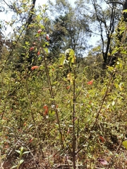 Clinopodium macrostemum