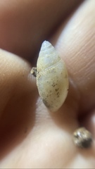 Streptostyla