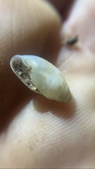 Streptostyla