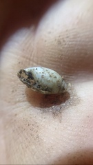 Streptostyla