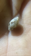 Streptostyla