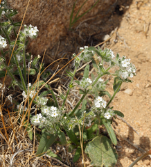 Cryptantha echinella