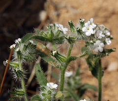 Cryptantha echinella