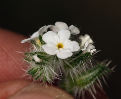 Cryptantha echinella