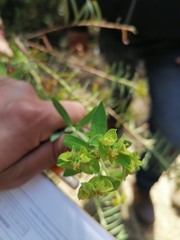 Euphorbia esuliformis