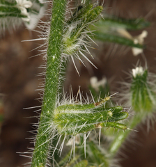 Cryptantha echinella