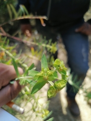 Euphorbia esuliformis