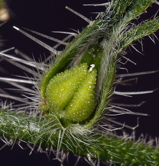Cryptantha echinella