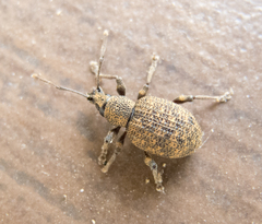 Otiorhynchus lavandus