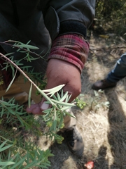 Euphorbia esuliformis