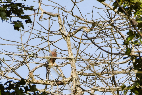 Long-tailed Hawk (Urotriorchis macrourus), photo 6