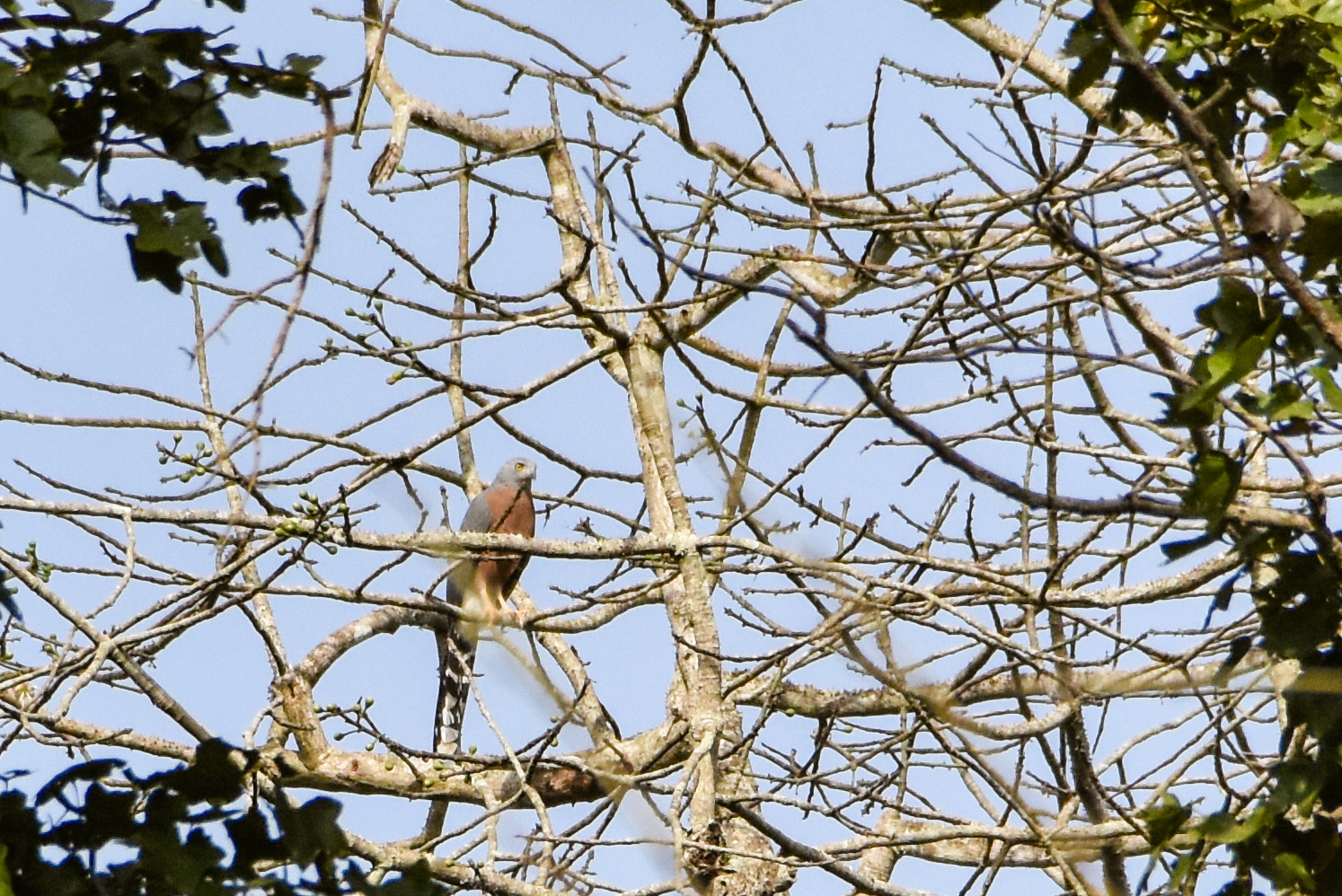 Long-tailed Hawk (Urotriorchis macrourus), photo 1