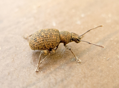 Otiorhynchus lavandus