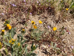 Eschscholzia hypecoides