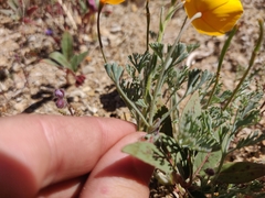 Eschscholzia hypecoides