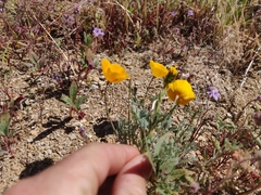 Eschscholzia hypecoides