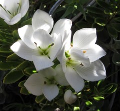 Veronica macrantha macrantha