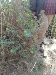 Euphorbia esuliformis