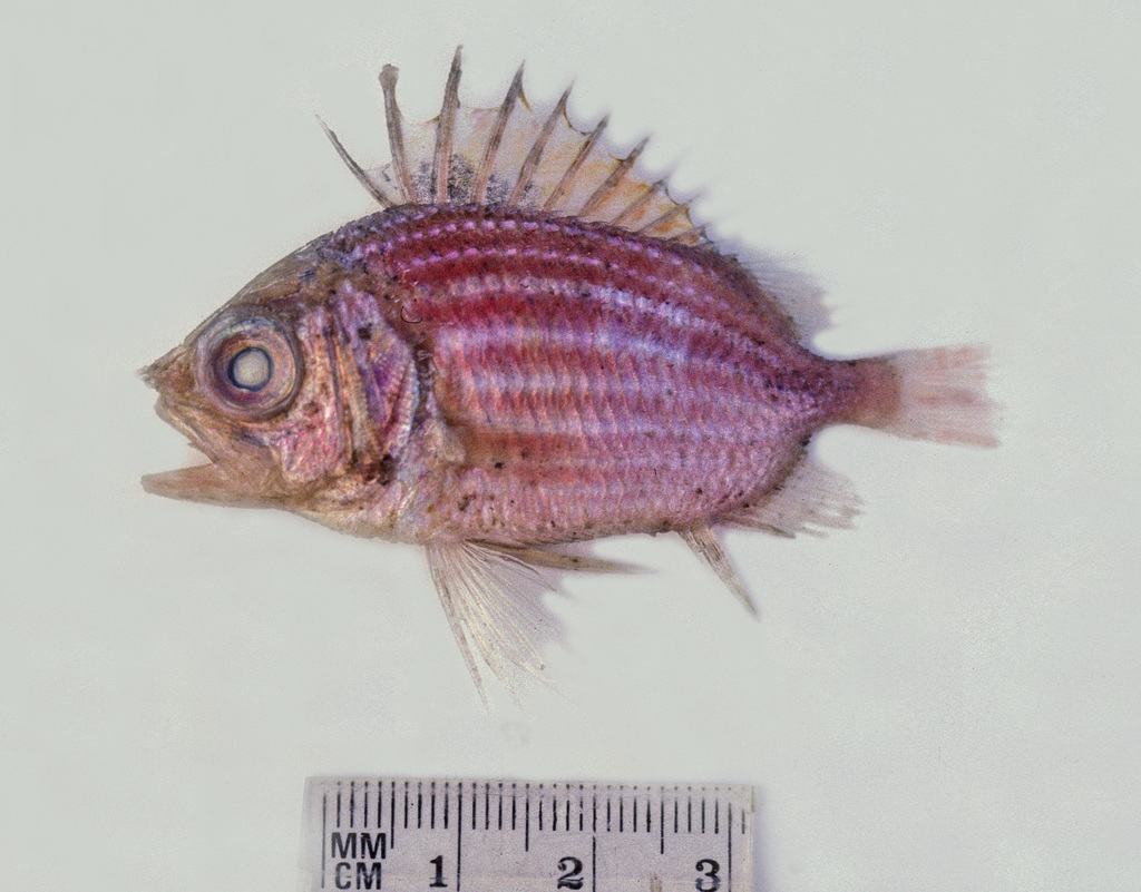 Kai Soldierfish