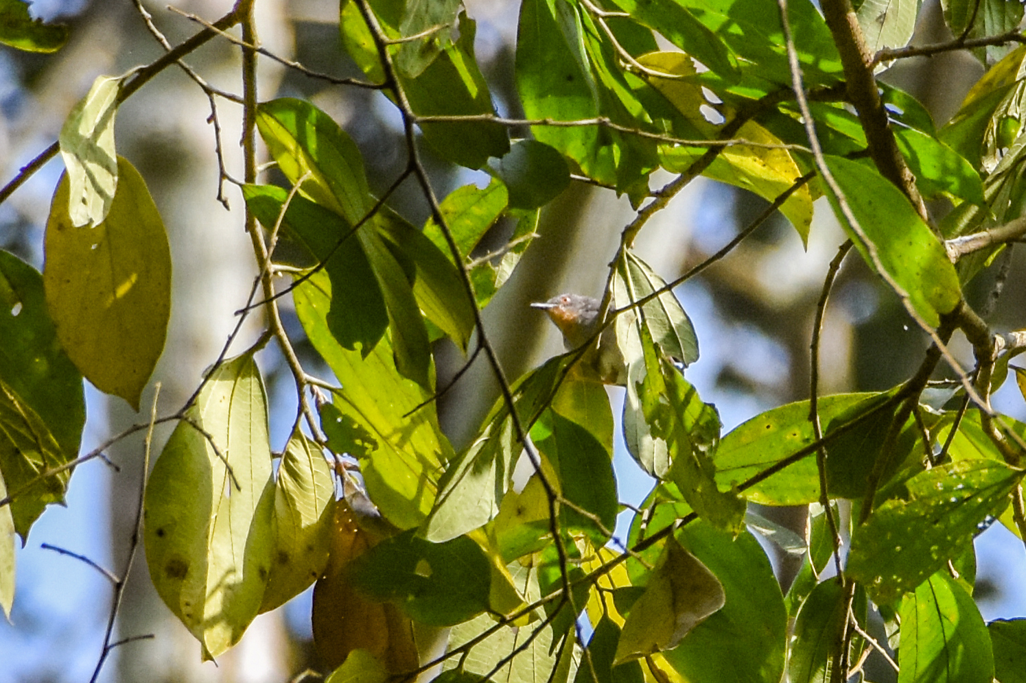 Sharpe's Apalis (Apalis sharpii), photo 1