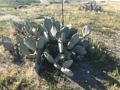 Opuntia basilaris treleasei