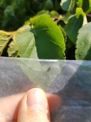 Agrilus corylicola