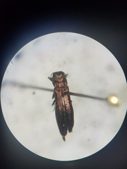 Agrilus corylicola
