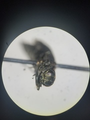 Agrilus corylicola