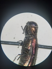 Agrilus corylicola