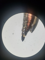 Agrilus corylicola