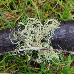 Usnea glabrata