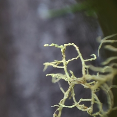 Usnea glabrata