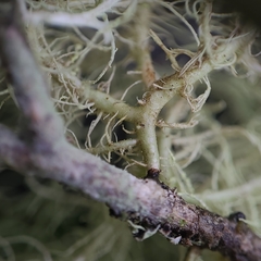 Usnea glabrata