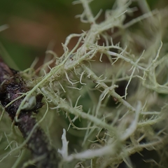 Usnea glabrata