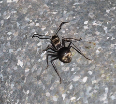 Polyrhachis foreli