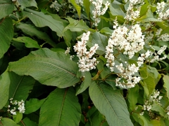 Koenigia polystachya