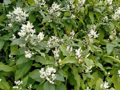 Koenigia polystachya