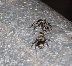 Polyrhachis foreli