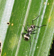 Polyrhachis foreli