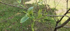 Salix